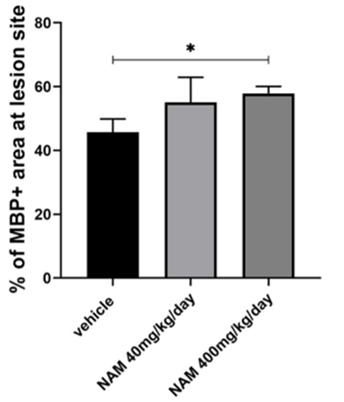 In the brains of mice with spots where myelin was missing, nicotinamide helps add more myelin. Mice that got nicotinamide had more myelin compared to mice that didn't get it. The pictures show that the mice who got a lot of nicotinamide had more myelin in their brains.