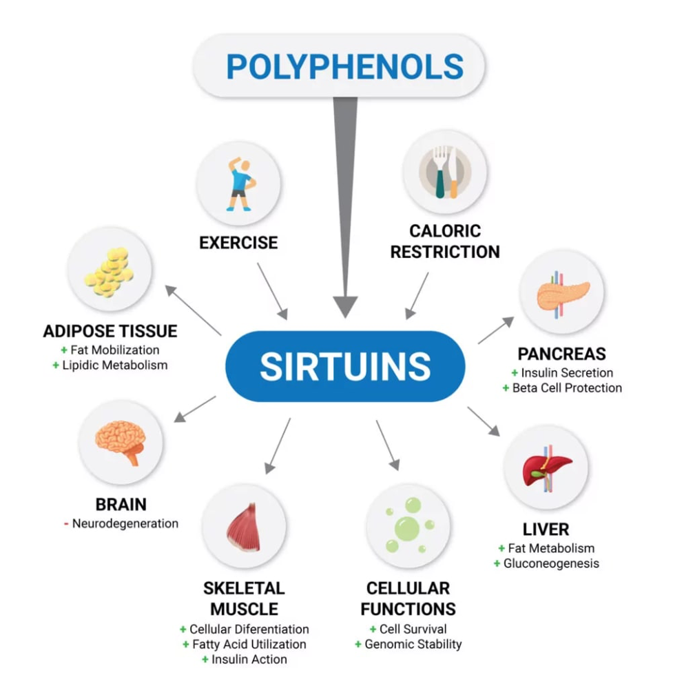 Representation of Polyphenols. The visual portrays polyphenols, a group of natural compounds found in plants, known for their antioxidant and potentially beneficial health effects.