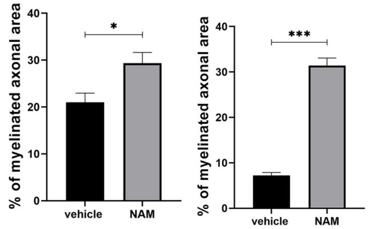 Left: "Two pictures of mouse brain slices. In the first picture, more axons have a covering called myelin after using nicotinamide. In the second picture, axons have less myelin because of LPC, but nicotinamide helps bring back myelin."

Right: "Two images of brain slices from mice. In the first image, axons with myelin (a covering) are increased by nicotinamide. In the second image, LPC reduces myelin on axons, but nicotinamide helps bring back the myelin."