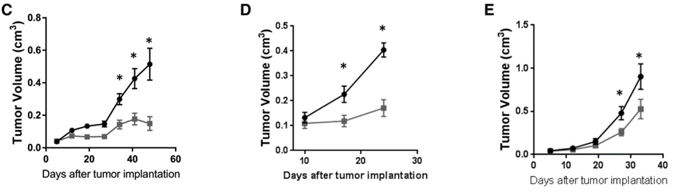 AOH1996 Suppresses Tumor Growth in Mice with Different Cancers. Mice implanted with human neuroblastoma (C), breast cancer (D), or small-cell lung cancer (E) cells experience reduced tumor growth when treated twice daily with AOH1996 (gray lines), contrasting with non-treated tumor-bearing mice (black lines).