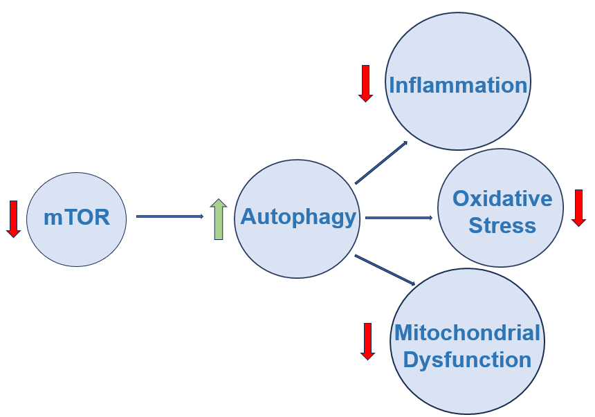 Roadmap of mTOR Inhibition. The visual outlines a roadmap depicting the process of mTOR (mechanistic target of rapamycin) inhibition, a crucial cellular pathway involved in various biological functions.
