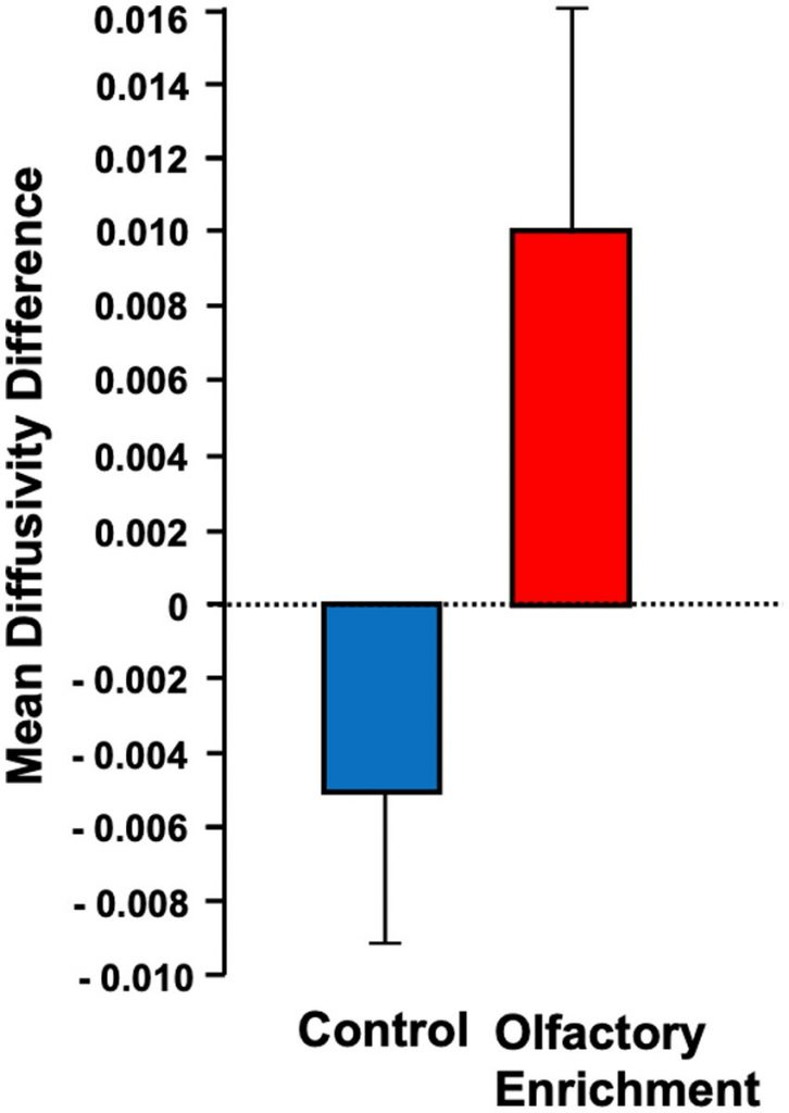 Enhanced Brain Connectivity with Scented Oils. Older adults treated with scented oils (Olfactory Enrichment, red) exhibited improved brain connectivity, measured through MRI and Mean Diffusivity Differences, in contrast to untreated individuals (Control, blue), showcasing the positive impact of scented oils on neural connectivity.