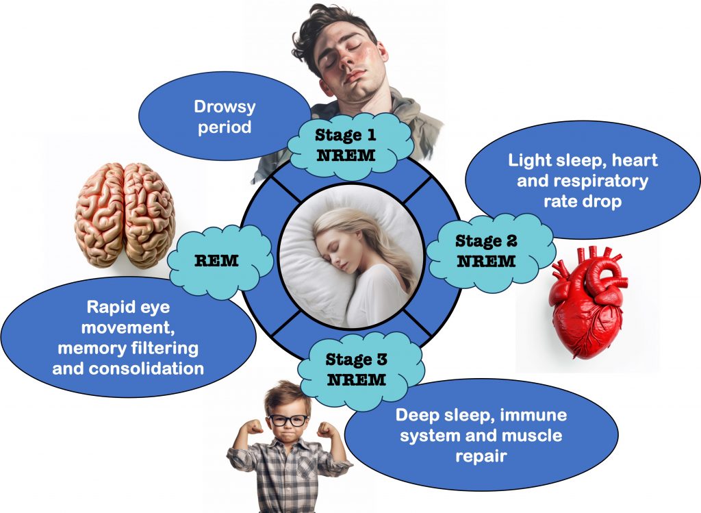 Sequential Sleep Stages. The diagram illustrates three phases of non-rapid eye movement (NREM) sleep, succeeded by a rapid eye movement (REM) sleep stage characterized by rapid eye movements.