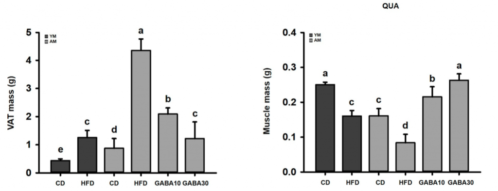 "Comparison of fat and muscle mass changes in young and aged mice on high-fat diet vs. control diet, with and without GABA supplementation. Dark gray bars represent young mice (YM), and light gray bars represent aged mice (AM). Left: Increased fat mass in visceral adipose tissue (VAT) on a high-fat diet (HFD) compared to a control diet (CD). Right: Reduced quadricep muscle mass on HFD compared to CD. However, supplementation with 10 mg/kg GABA (GABA10) or 30 mg/kg GABA (GABA30) prevents fat gain and muscle loss in aged mice.