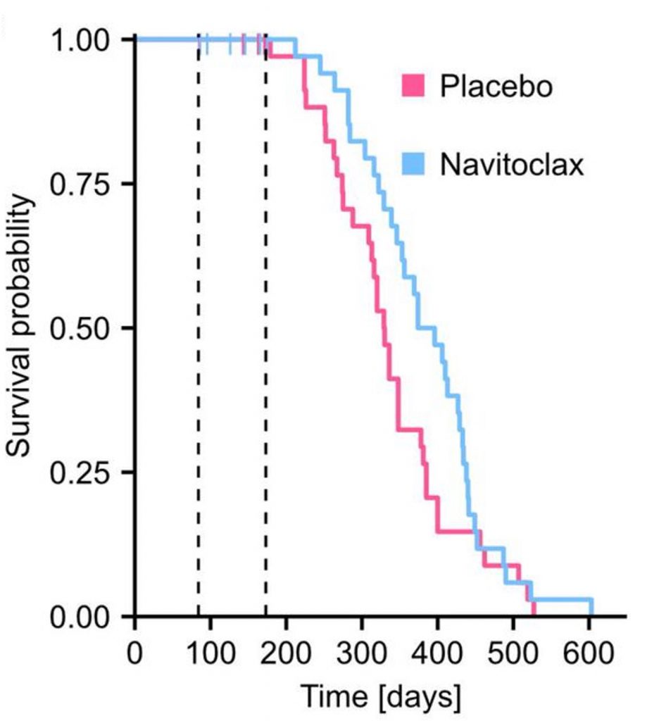Comparison of lifespan extension in obese mice: Mice treated with Senolytic Navitoclax (blue) exhibit significantly longer median and maximum lifespans compared to obese mice given a placebo (pink).