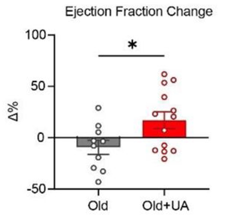 Picture showing how a special thing called Urolithin A (UA) helps hearts: Old mice that took UA for 2 months had better hearts (red), while old mice who didn't take UA had worse hearts (gray).
