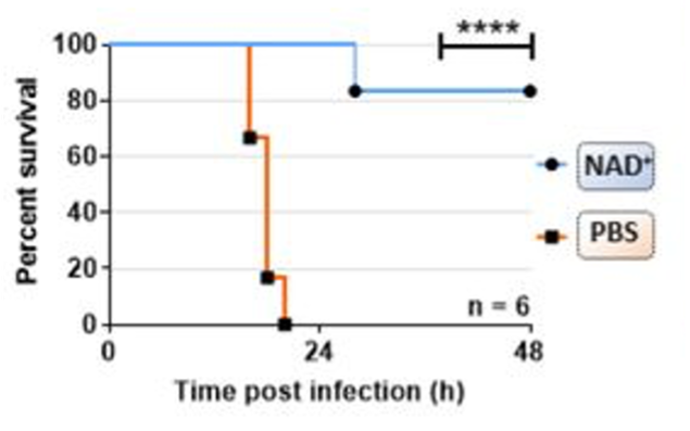 Two groups of mice, one treated with NAD+ (that's like a superhero vitamin) and the other not. The NAD+ mice (in blue) were tough cookies; 85% of them made it through septic shock. Unfortunately, the mice without NAD+ (in orange) didn't have the same luck. They didn't make it. NAD+ saved the day for the blue mice! 