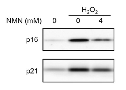Effect of NMN (Nicotinamide Mononucleotide) on Senescence. In response to H2O2 treatment (second column), elevated p16 and p21 protein levels (indicated by black blotted lines) suggest senescence. However, NMN treatment counters H2O2 effects (third column) by reducing p16 and p21 levels (fainter black lines), indicating deterred senescence.