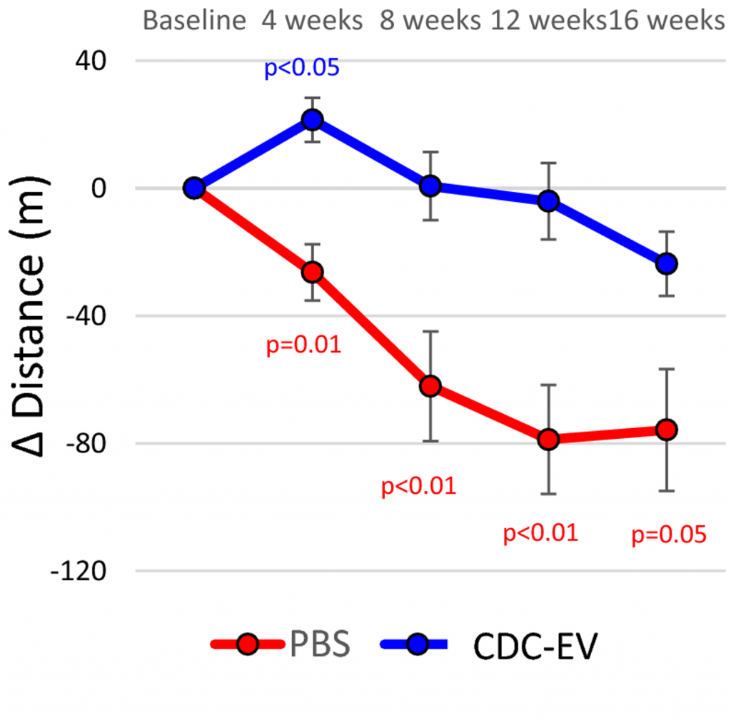 Extracellular Vesicles (EVs) Enhance Exercise Capacity. At 4 weeks, rats treated with EVs (blue) demonstrated a 16% longer running distance compared to untreated rats (red), and this improvement persisted over 16 weeks, indicating enhanced exercise capacity.