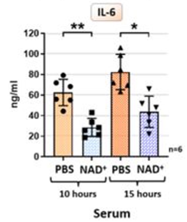 There are two groups of mice. One group, the NAD+ mice (they got a special vitamin!), had lower levels of something called IL-6 when they got sick. IL-6 is like a sign of inflammation, like when you get a bump or a bruise. The other group of mice, the PBS mice (they didn't get the special vitamin), had higher IL-6 levels when they got sick. So, the NAD+ mice had less inflammation – it's like they had a superpower against getting too swollen when they were sick!