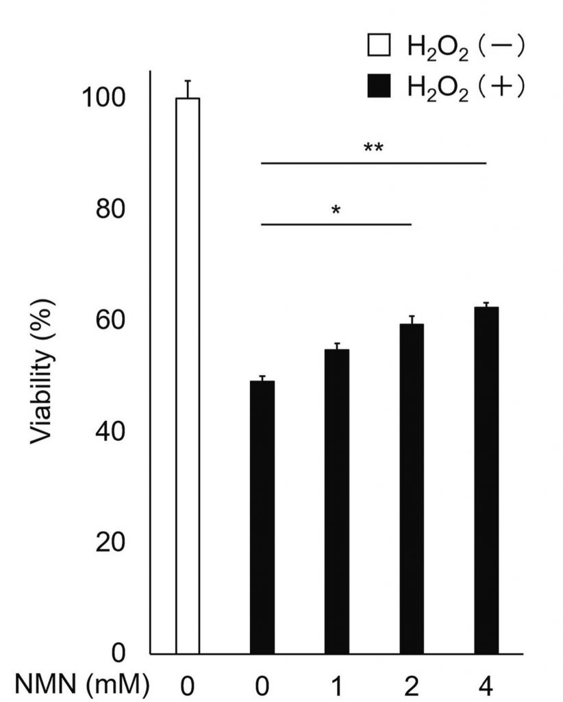 Effect of NMN (Nicotinamide Mononucleotide) on Cell Survival. In the absence of H2O2 or NMN (white, 0 NMN), cell viability is normal. H2O2 without NMN (black, 0 NMN) reduces endothelial cell (EC) viability by 50%. However, the addition of 2 mM (black, 2 NMN) and 4 mM (black, 4 NMN) concentrations of NMN leads to a higher percentage of viable cells, indicating increased cell survival.