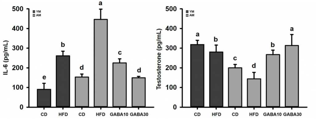 Comparison of inflammation and testosterone levels in young and aged mice on high-fat diet vs. control diet, with and without GABA supplementation. Dark gray bars represent young mice (YM), and light gray bars represent aged mice (AM). On a high-fat diet (HFD), both young and aged mice experience increased inflammation (IL-6) and reduced testosterone compared to a normal diet (CD: control diet). However, supplementation with 30 mg/kg of GABA (GABA30) effectively prevents inflammation and the decline in testosterone levels.