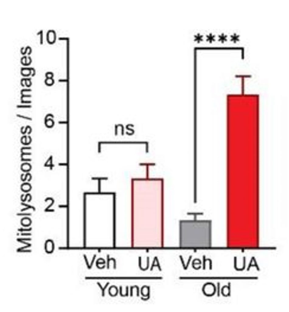 Picture showing how Urolithin A (UA) helps the heart: In old mice, UA (red) makes the heart's cleaning system (mitophagy) even better than in young mice.