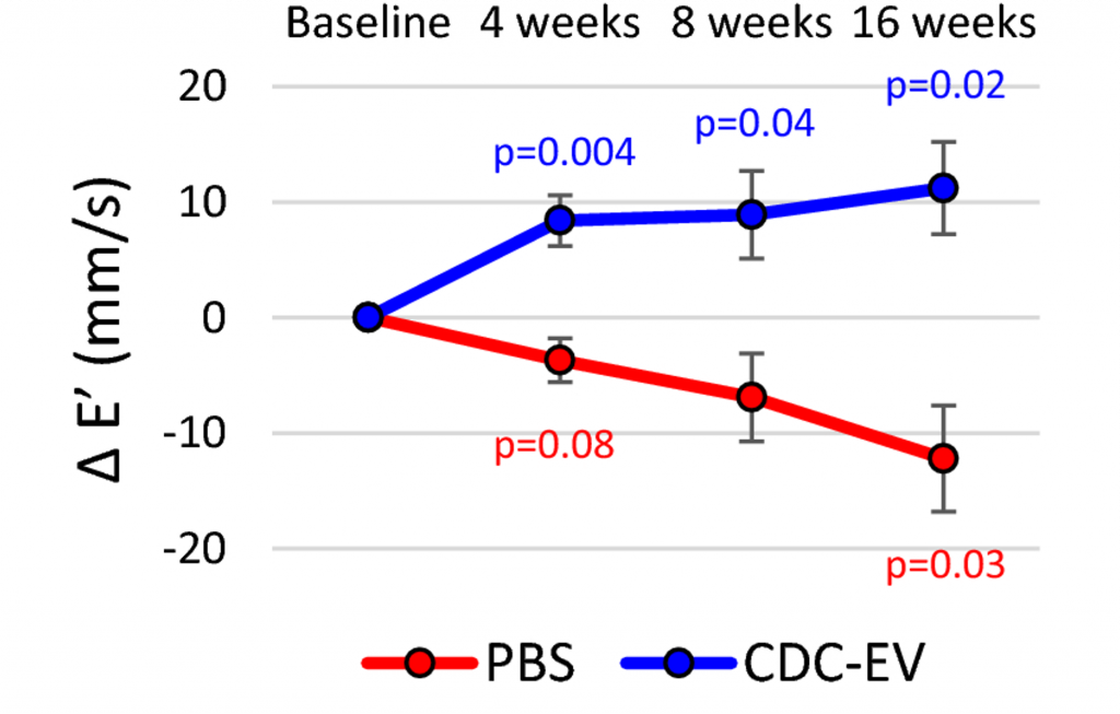 Extracellular Vesicles (EVs) Improve Heart Function. In untreated old rats (red), there is lower inner heart blood flow velocity (Δ E’). Conversely, the blood of EV-treated old rats (blue) flows faster, signifying enhanced heart function.