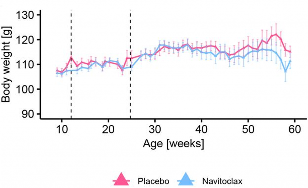 Comparison of weight loss in obese mice: Obese mice treated with Senolytic Navitoclax (blue) exhibit lower body weight compared to obese mice receiving a placebo (pink) in later life, indicating the potential for Navitoclax to promote weight loss in obese mice.