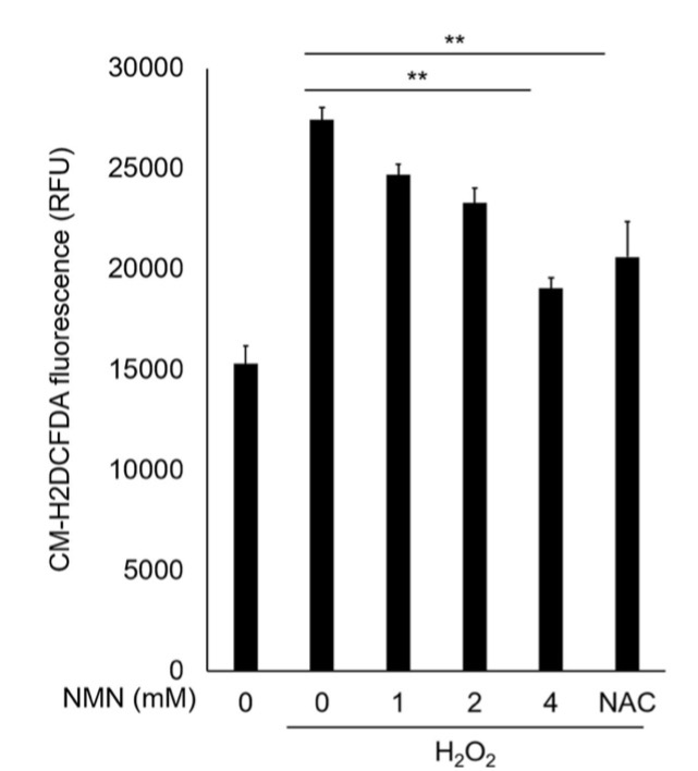 Comparison of ROS Levels and Antioxidant Treatments. In the absence of NMN or NAC (underlined, 0 NMN/NAC), H2O2 nearly doubles ROS levels (CM-H2DCFDA fluorescence) within human endothelial cells (HECs). However, a 4 mM dose of NMN (underlined, 4 NMN) and a 10 mM dose of NAC (underlined, NAC) effectively reduce these elevated ROS levels.