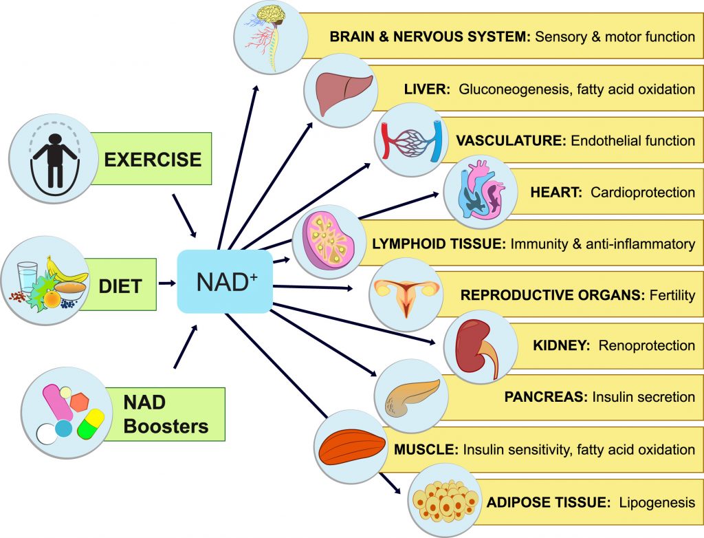 Visualization of the process of increasing NAD+ levels and its associated anti-aging benefits.