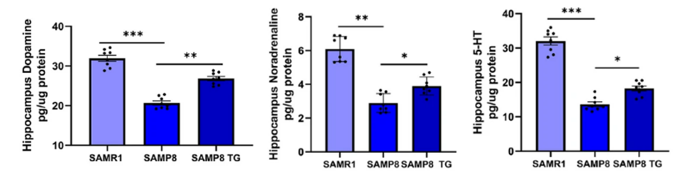 Picture showing how TG helps the brain: SAMP8 mice with fast-aging brains have fewer neurotransmitters like dopamine, noradrenaline, and serotonin (5-HT) in their hippocampus. But when they take TG, it helps bring those neurotransmitters back.