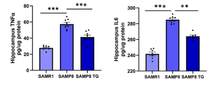 Reduction of inflammatory molecules TNFɑ and IL6 in the hippocampus: SAMP8 mice with accelerated cognitive aging (SAMP8) exhibit over twice the hippocampal concentrations of TNFɑ and IL6 compared to normal levels. TG supplementation (SAMP8 TG) effectively lowers these inflammatory markers.