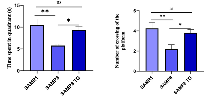Comparison of spatial learning and memory in SAMP8 mice: SAMP8 mice (Accelerated cognitive aging model) showed decreased performance in the correct quadrant and crossings compared to naturally-aged SAMR1 mice. SAMP8 mice supplemented with TG (SAMP8 TG) exhibited improved spatial learning and memory performance.