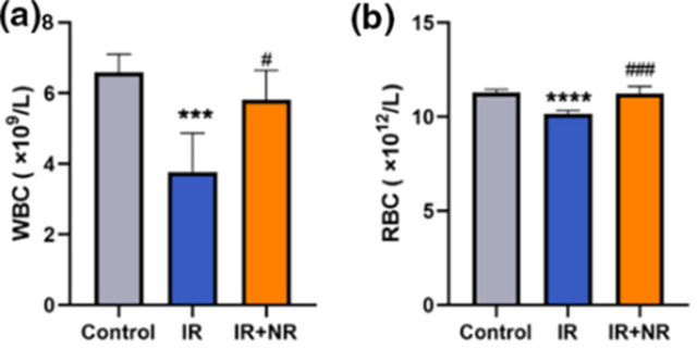 Comparison chart illustrating the restoration of blood cell concentrations after ionizing radiation. White blood cell (WBC; a) and red blood cell (RBC; b) concentrations decreased post-ionizing radiation (IR) compared to healthy mice (Control). However, NAD precursor NR (IR+NR) effectively elevated these concentrations back to normal levels.