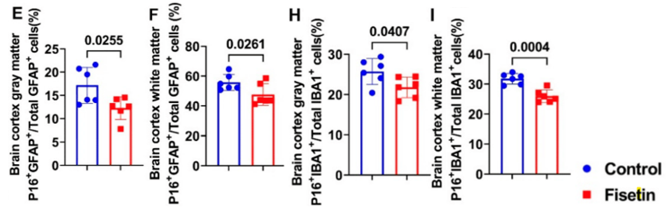 Comparison of senescent astrocytes and microglia in gray matter (E, H) and white matter (F, I) with and without fisetin treatment. Fisetin-treated samples are represented by red bars, while non-treated samples are represented by blue bars. Fisetin reduces the number of senescent astrocytes (GFAP labeled) and senescent microglia (labeled with p16 and IBA1) in both gray and white matter.