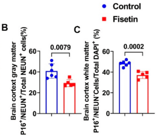 "Comparison of p16 marker for senescence in neurons (NEUN) between fisetin-treated (red bar) and non-treated sheep (blue bar) in the cortex gray matter (neuron cell bodies) and cortex white matter (neuronal projections or axons). Fisetin injections significantly reduce senescent neurons.