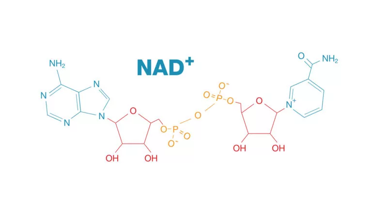 Chemical structure of NAD (Nicotinamide Adenine Dinucleotide).