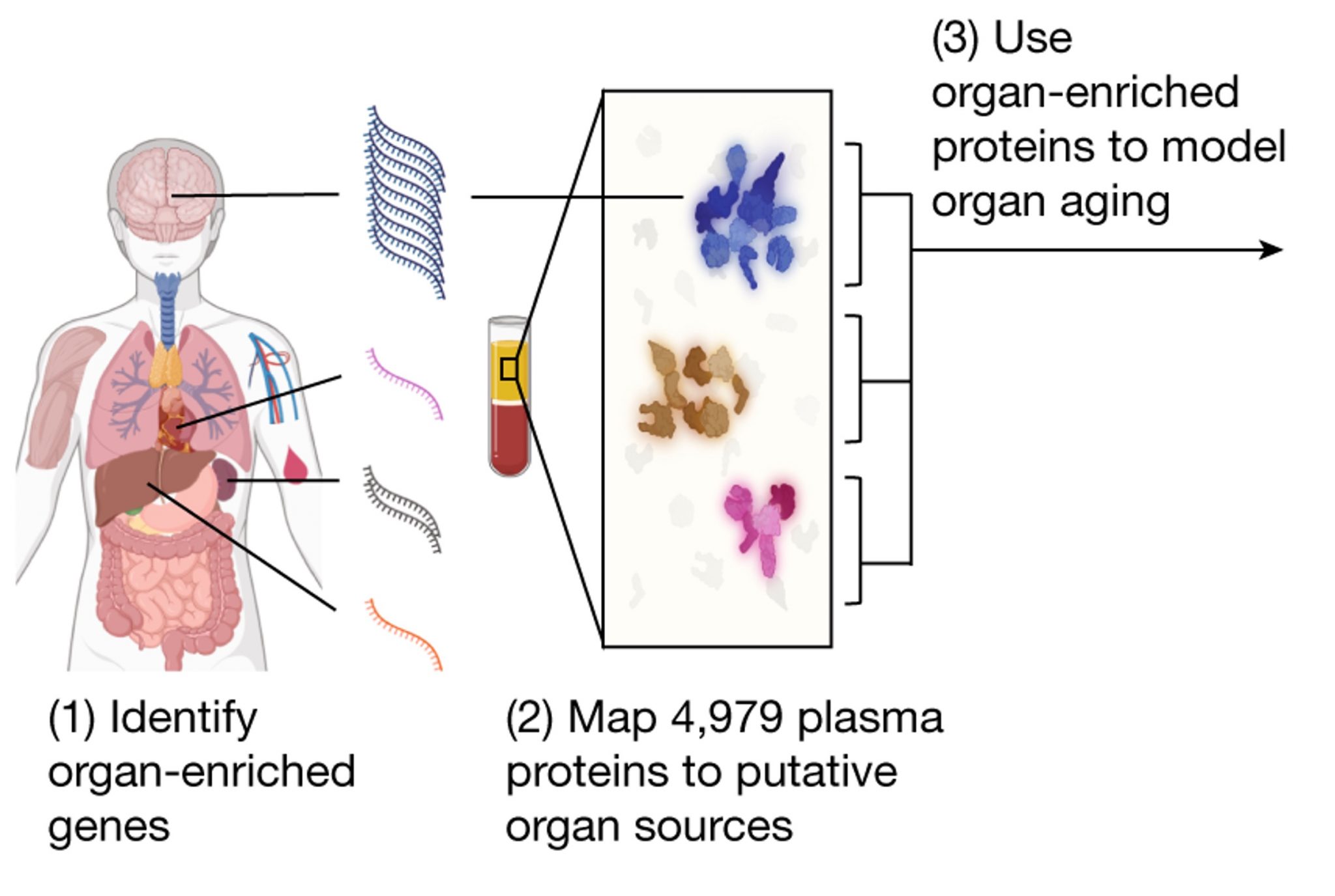 Stanford: Organ Aging Predicts Human Lifespan