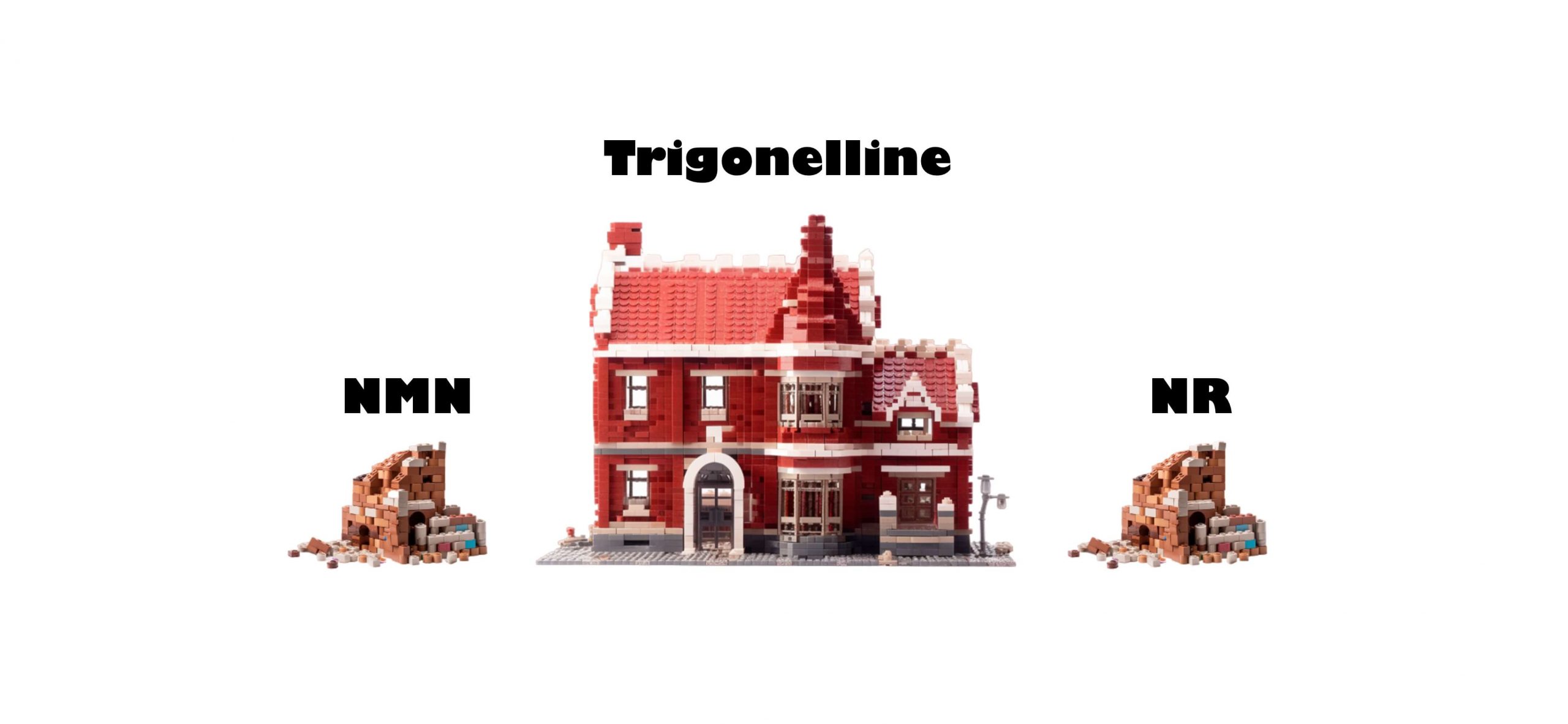 NMN and NR are depicted as unstable and crumbling houses while trigonelline is depicted as a fully intact mansion.
