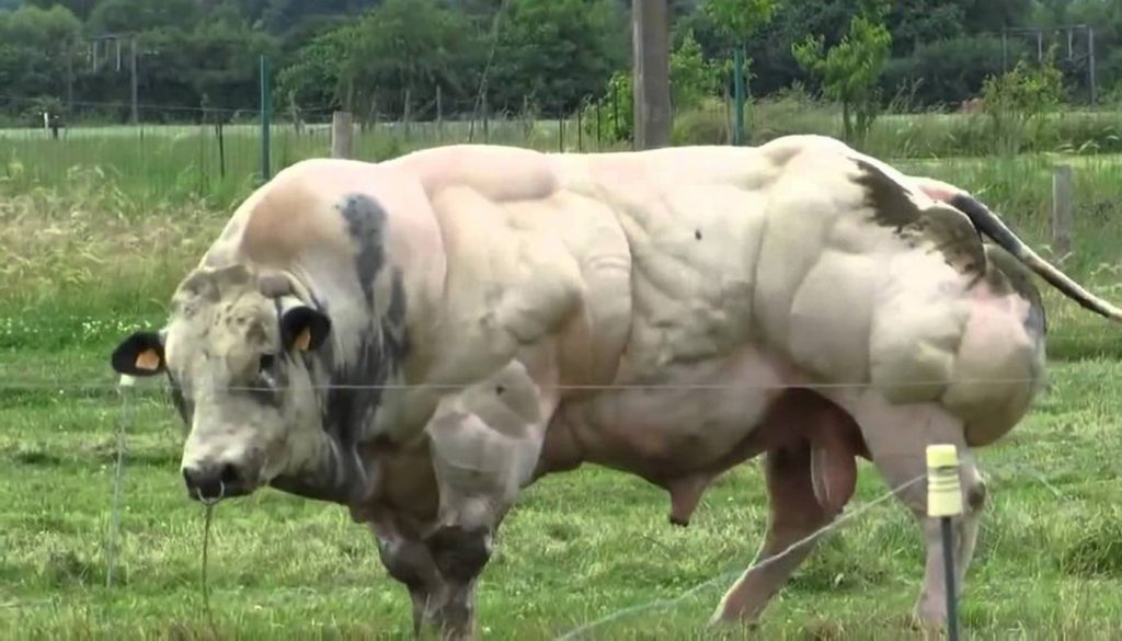 A freakishly muscular cow. 