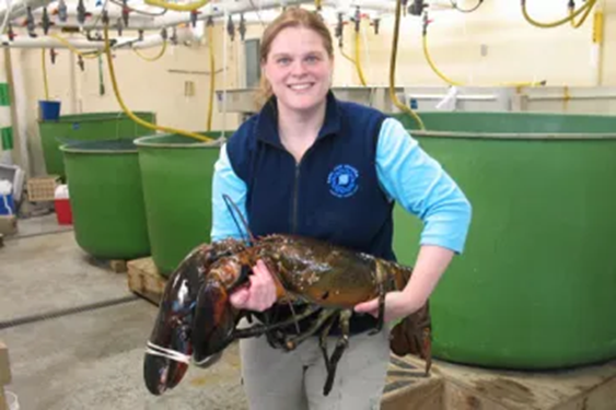 Maine State Aquarium Manager Aimee Hayden-Roderiques holds "Rocky," the 27-pound lobster. [credit Maine State Aquarium / Reuters]