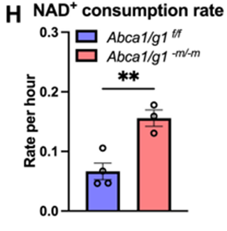 The rate of NAD+ breakdown more than doubles within immune cells called macrophages from mice with age-related macular degeneration.