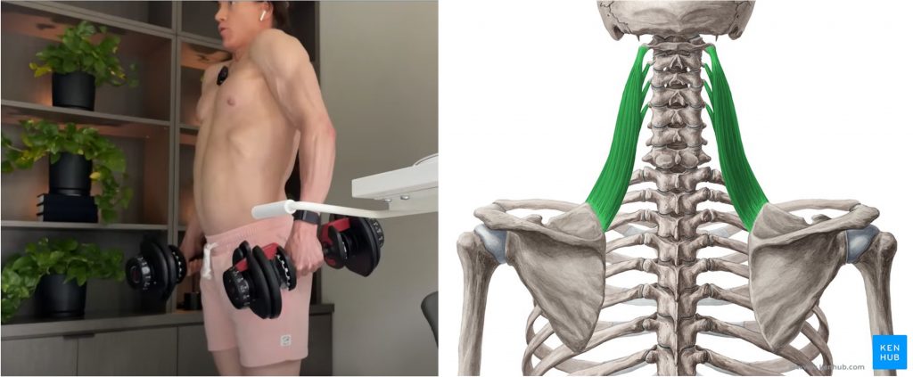 On the left is Bryan Johnson raising his shoulders while holding a dumbbell in each hand. On the right is a skeleton that has only levator scapula muscles. 