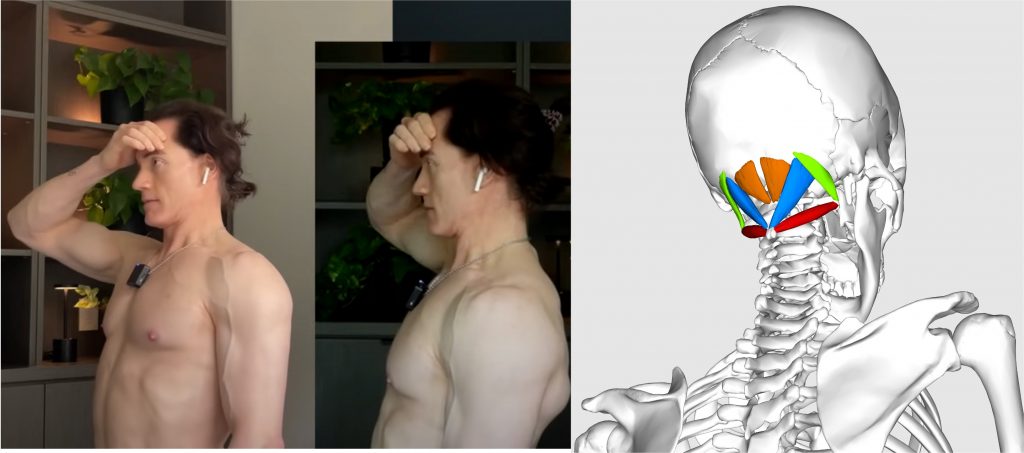 On the left is Bryan Johnson touching his forehead as if saluting. On the right is a skeleton that has only subocciptal muscles. 