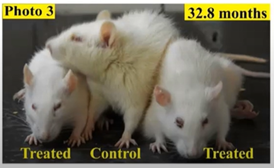 Injecting aged rats with young blood plasma conferred a rejuvenated appearance.