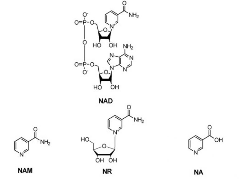 Is NAD+ the Same as Vitamin B3?