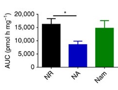 A bar graph showing higher N.A.D. levels from N.R. compared to N.A. 