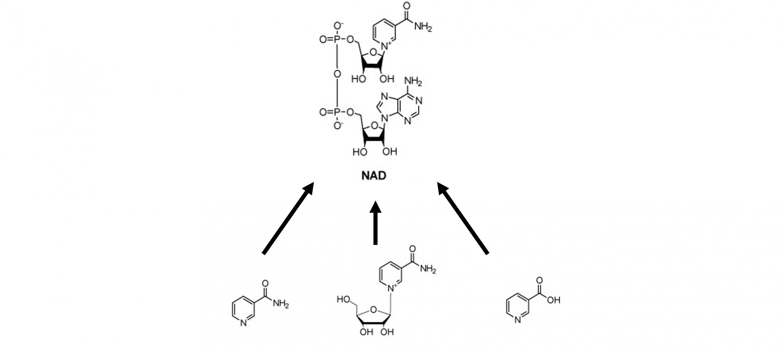 The chemical structure of all three forms of vitamin B3 with arrows pointing to the structure of N.A.D.