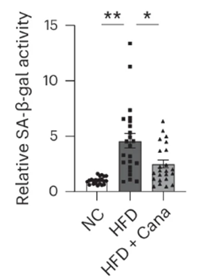 Canagliflozin significantly reduced senescent cells in the fat tissue of mice fed a high-fat diet.