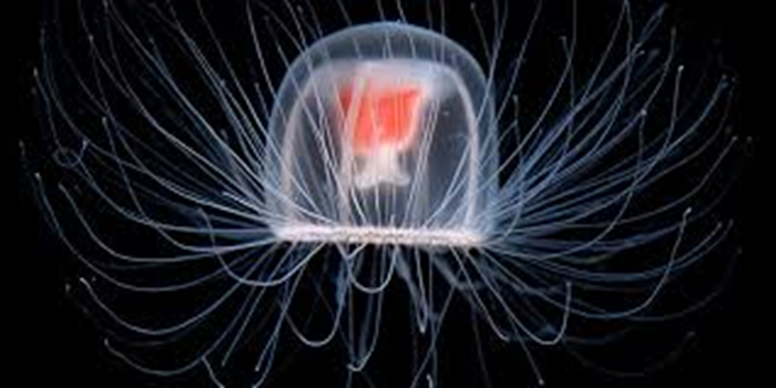 An immortal jellyfish