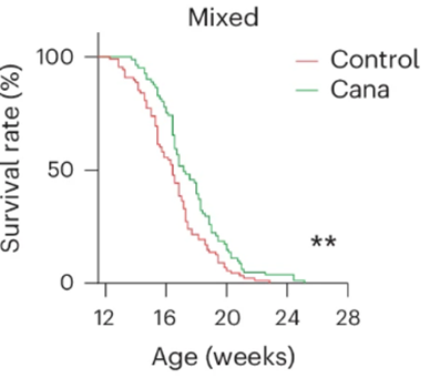 Canagliflozin modestly extended the lifespan of mice with a condition that makes them age prematurely (mice with progeria).