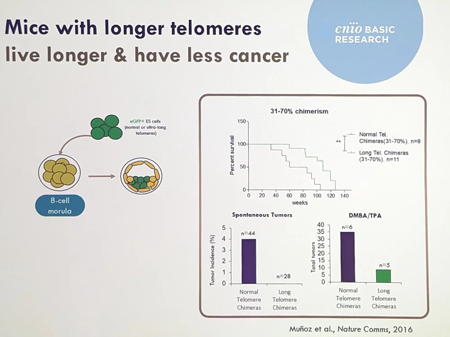 Mice with longer telomeres live about 20% longer and show less cancer.