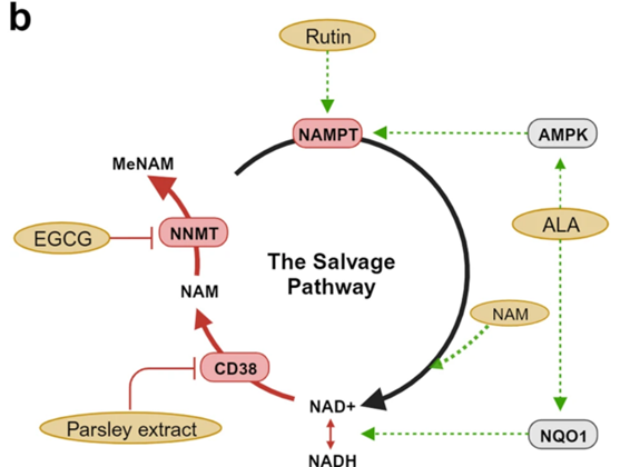 The compounds contained in the nutraceutical target multiple NAD+ biosynthesis- and breakdown-related enzymes.