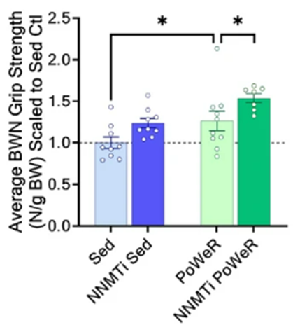 5-amino-1MQ, when combined with rigorous exercise, additively enhances grip strength.