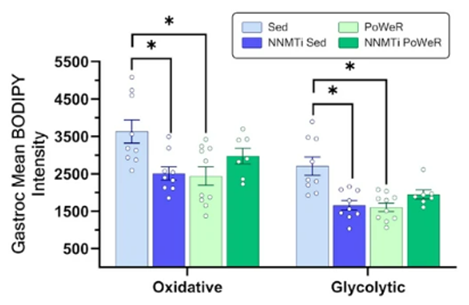 Treating sedentary mice with 5-amino-1MQ and having them undergo exercise training lowers muscle cells fats.