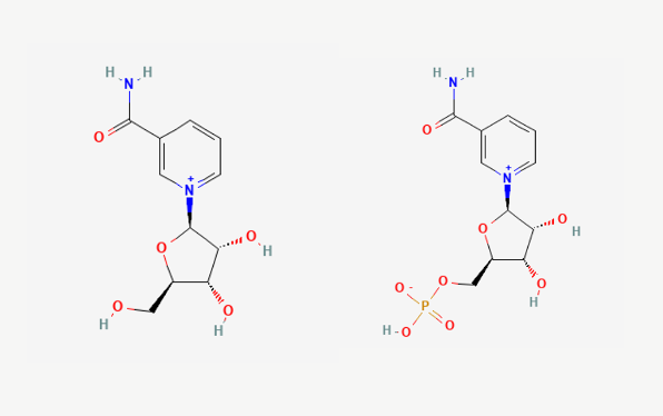 Nicotinamide Riboside (left) and Nicotinamide Mononucleotide (right)
