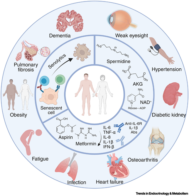 Aging interventions like senolytics and NAD+ precursors are currently under investigation for treating age-related conditions like fatigue and dementia.