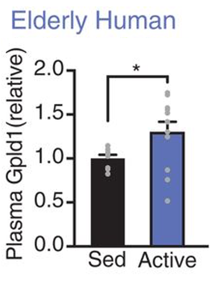 A bar graph showing that Gpld1 is higher in active elderly individuals compared to sedentary ones. 