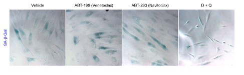 Images of cells stained in blue. 